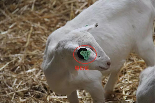 全球聚焦！中國(guó)國(guó)際進(jìn)口博覽會(huì)倒計(jì)時(shí)6天，澳優(yōu)將攜這兩大明星品牌亮相5