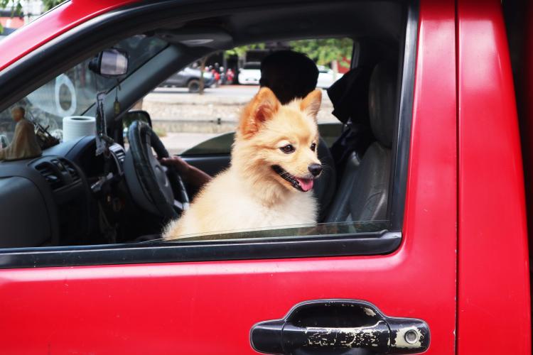 跨界對比，原來寵物行業(yè)跟母嬰行業(yè)有如此多相似之處！