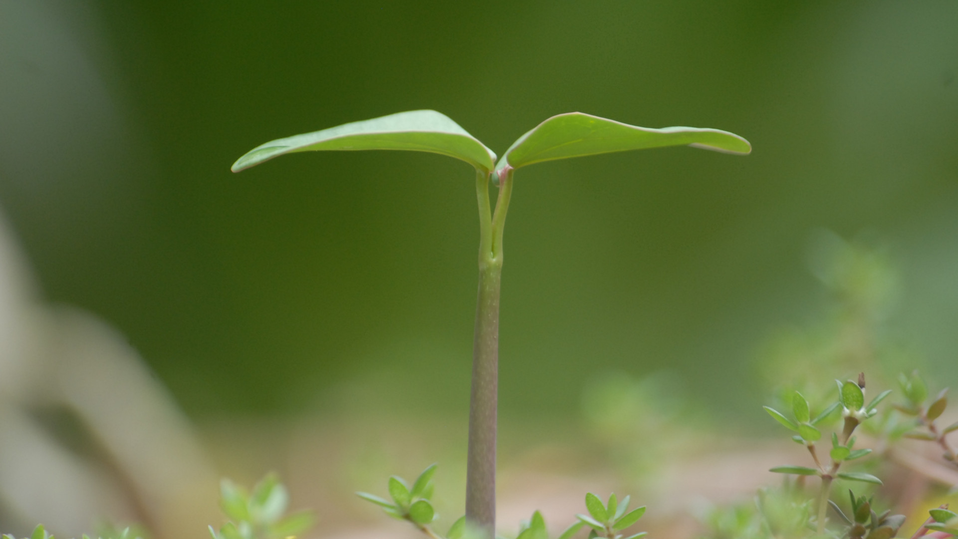 想讓孩子長(zhǎng)高？綜合干預(yù)很重要