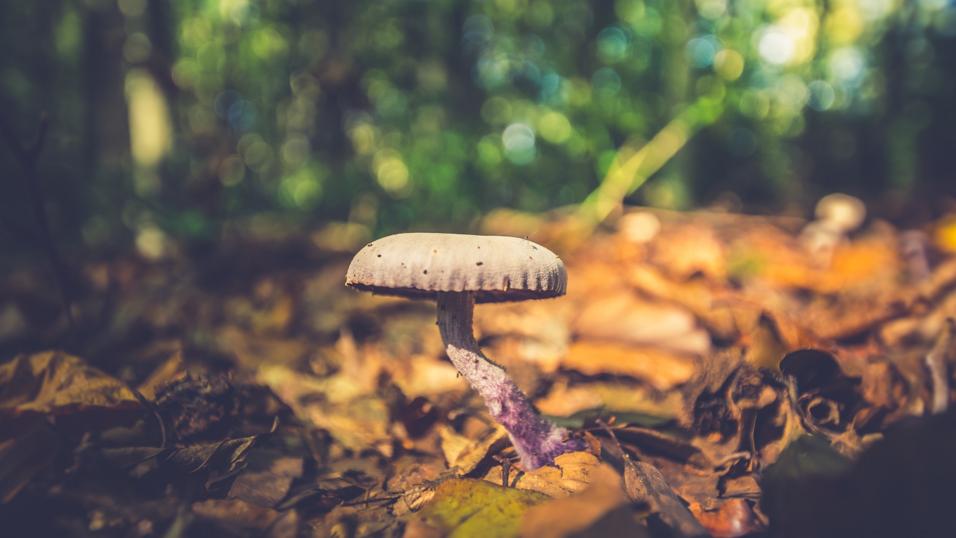 想知道孩子的身高潛力？這里有“遺傳計(jì)算法”