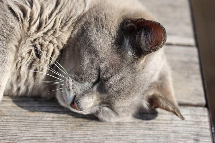 學生睡眠不足問題依然普遍存在