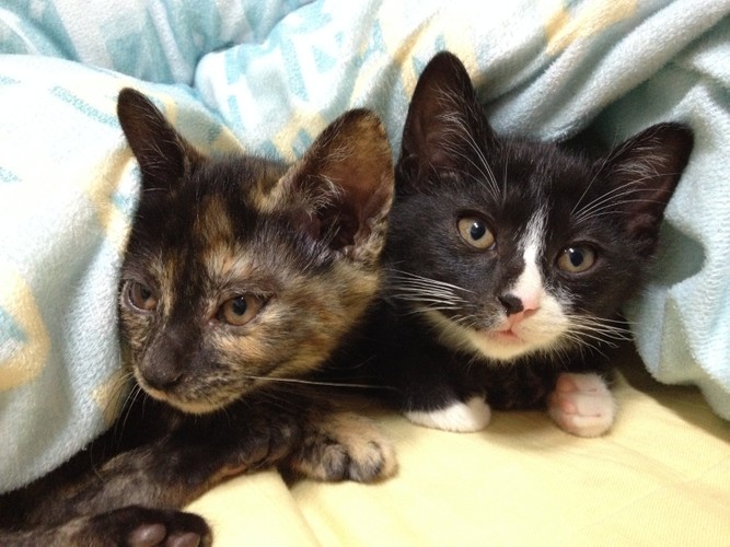 懷孕真的要將寵物送走嗎？