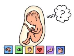 孕媽吃哪類食品 會(huì)影響胎兒腦組織的血液供應(yīng)？