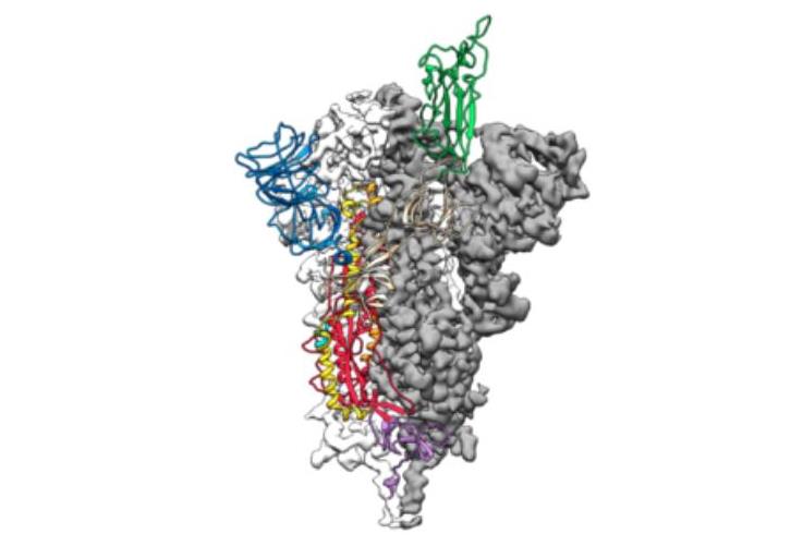 病毒可能長(zhǎng)期存在 首個(gè)新冠病毒原子圖曝光