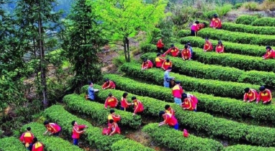 大中小學(xué)將設(shè)勞動(dòng)必修課 成為升學(xué)的重要參考依據(jù)