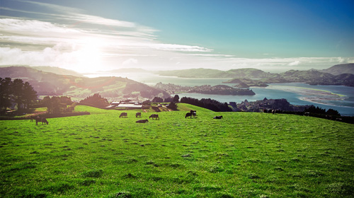 目前很火的草飼奶粉究竟好在哪里？帶你解密高培臻愛草飼奶粉