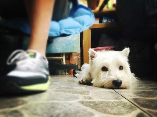 寶寶喜歡寵物你會(huì)決定養(yǎng)嗎 養(yǎng)寵物前需要了解這些