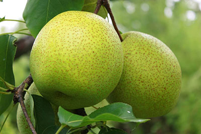 秋天到了，怎樣給孩子正確吃梨？