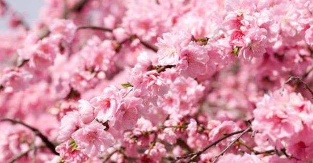 桃花也能用來美容，姐妹們快來試試看