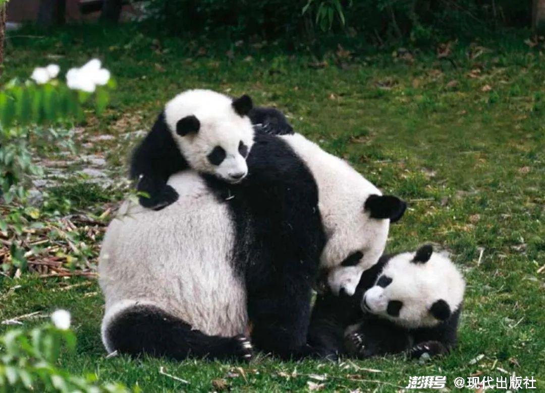 國寶大熊貓的“獨行俠”式育兒