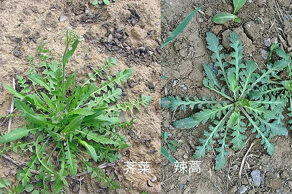 小心中毒！專家提醒：路邊的野草，你不要采！