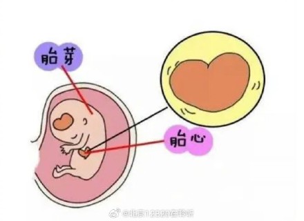 孕媽B超單子上的“胎心”是什么意思？
