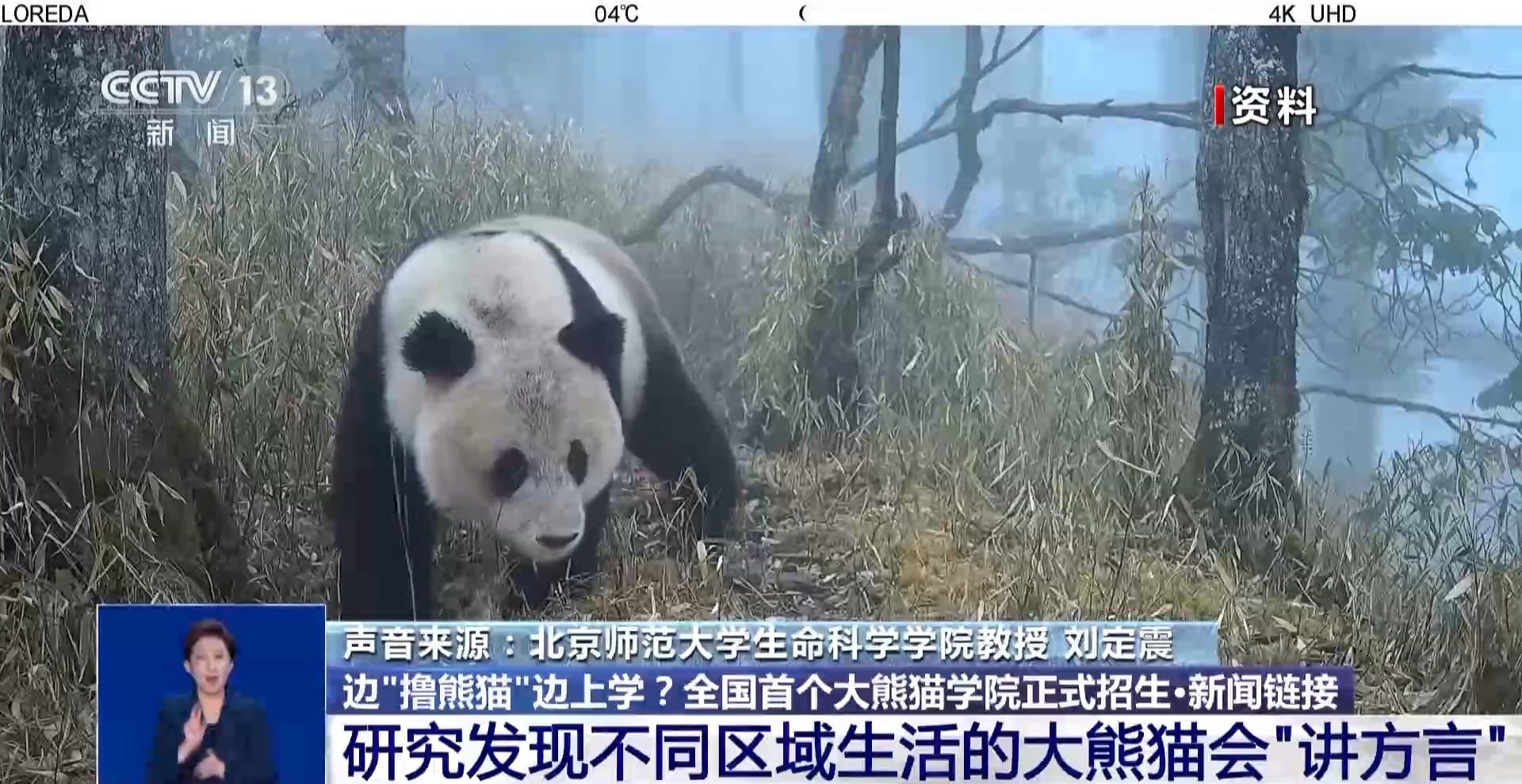 邊“擼熊貓”邊上學(xué)？全國首個(gè)大熊貓學(xué)院正式招生啦